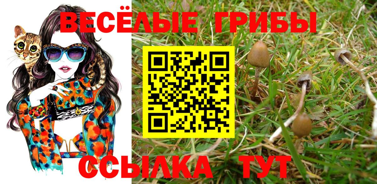 Вичуга  Псилоцибиновые грибы MAGIC MUSHROOMS  Вход с VPN 